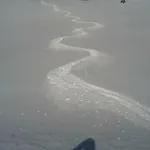 Auer